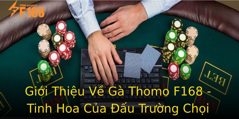 Giới Thiệu Về Gà Thomo F168 - Tinh Hoa Của Đấu Trường Chọi Giới Thiệu Về Gà Thomo F168 - Tinh Hoa Của Đấu Trường Chọi